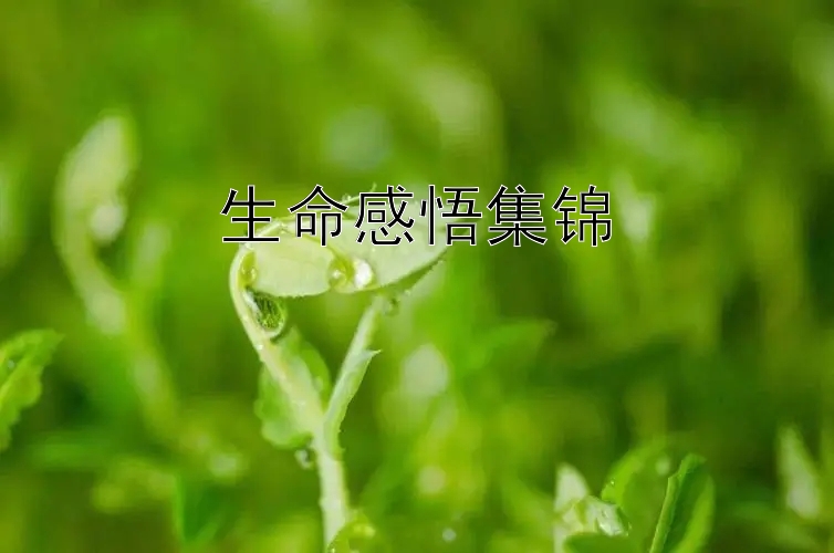 生命感悟集锦