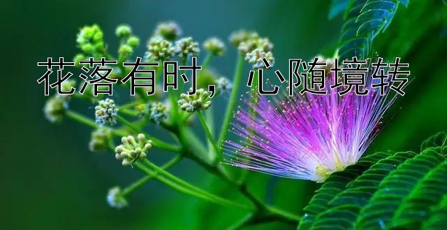 花落有时，心随境转