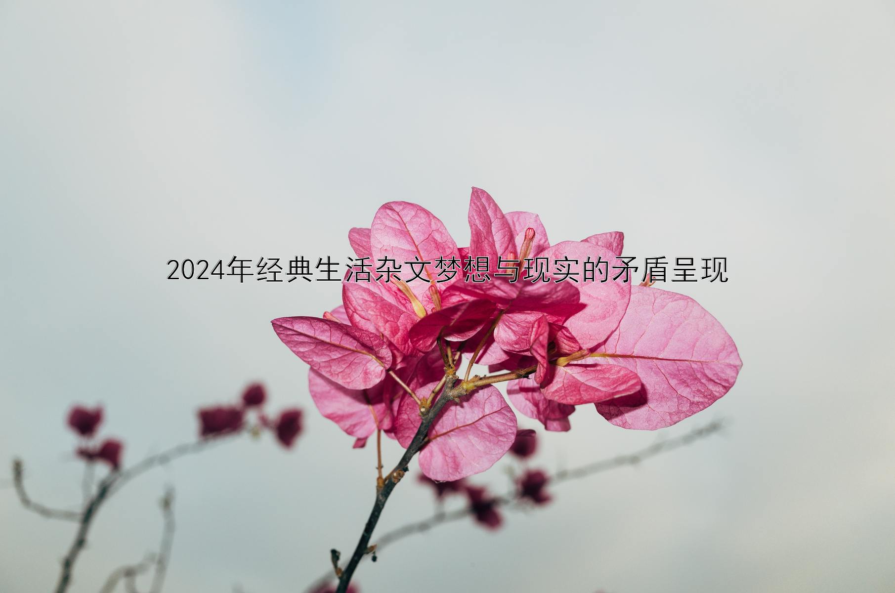 2024年经典生活杂文梦想与现实的矛盾呈现